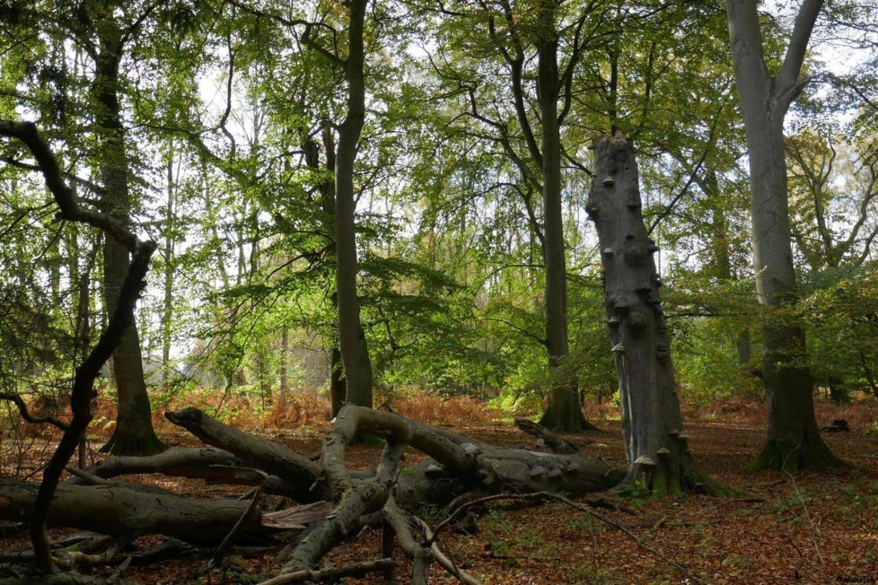 "Balmgarten" Im Naturpark Usedom, Bio Solarhaus Mit Grossem Garten المظهر الخارجي الصورة